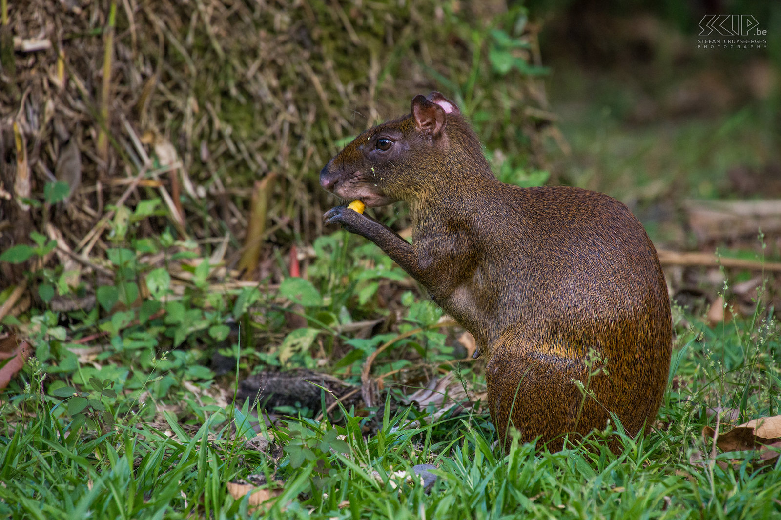 Selva Verde - Agouti The common agouti (dasyprocta) is a rodent native to Central America. They have a brown reddisch fur and a large head and short front legs. Stefan Cruysberghs